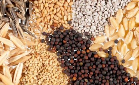 Nébih found GMO-contaminated seed