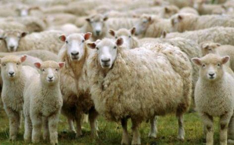 Untapped opportunities for sheep and goat breeding