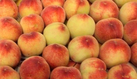 FruitVeB: fruit yields are poor for three years