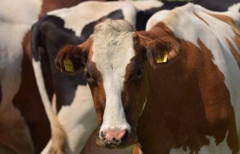 The Irish milk producers retained impetus