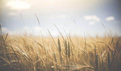 The payment of agricultural insurance premium subsidies has begun
