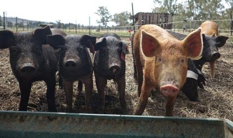 Abattoir of the Hajdúnánás social cooperative opens
