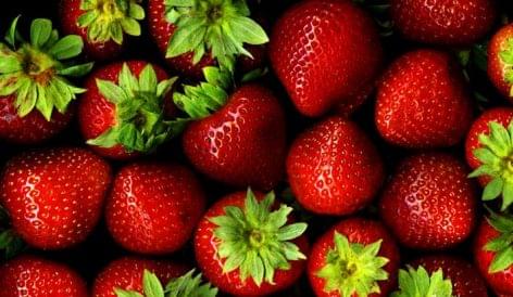 NAK-FruitVeB: this year’s strawberry harvest will be delayed due to the cool May