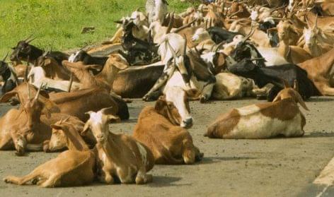 Goat milk is consumed in East Africa for thousands of years