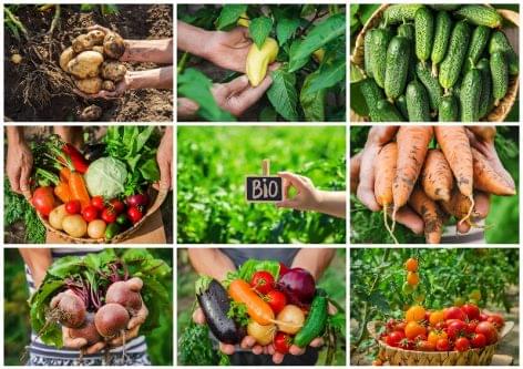 Young people can learn organic gardening in school eco-gardens