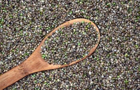 Meat products containing hemp seed protein were developed by the slaughterhouse in Felgyő