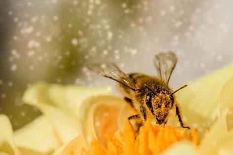 An API provides real-time pollen count data globally