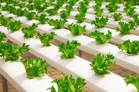 A revolutionary system for providing extra nutrients to plants is being developed in Hungary