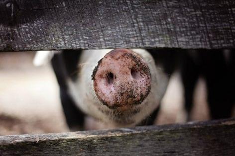 A nyári hőségben elengedhetetlen az élőállat-szállítás fokozott ellenőrzése