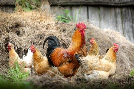 Hamarosan elérhetőek az új baromfi állatjóléti támogatások