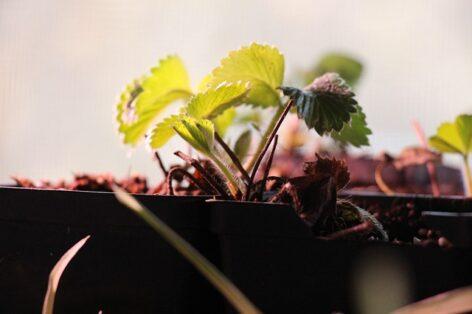 Nébih informs you about the fruit nursery license required for the production and distribution of strawberry seedlings
