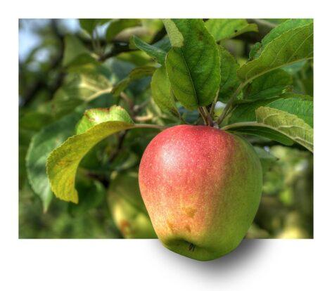 From 2024, March 25 is the day of Hungarian fruit landscape varieties