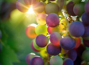 Hungarian vineyards are under serious threat – Nébih calls on farmers to take action