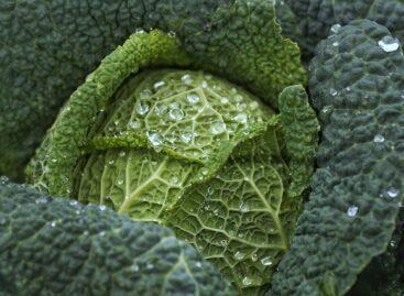 A shortage may develop on the cabbage market, and the price of the vegetable may continue to rise