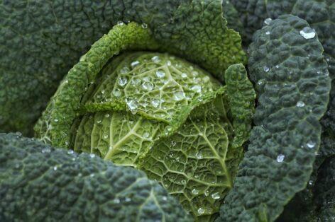 A shortage may develop on the cabbage market, and the price of the vegetable may continue to rise