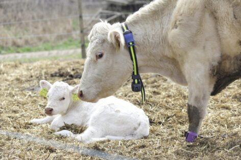 Innovative research methods for future-proof livestock farming