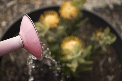 The permanent water shortage period was announced at the initiative of NAK and MAGOSZ