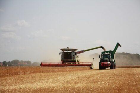 The harvest of the ear crops in Békés county has been completed