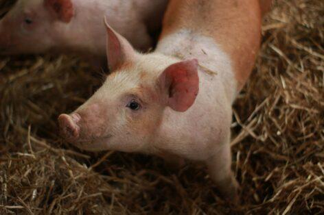 Denmark Will Be First To Impose CO2 Tax On Farms, Government Says