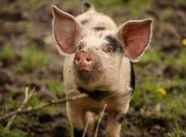 The “What a pig we have!” pork promotion campaign is launched