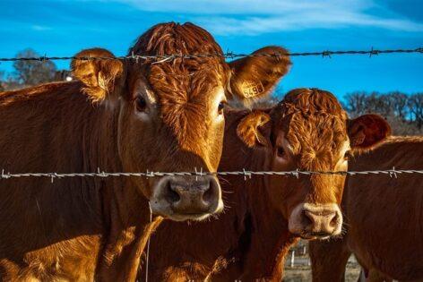 Gergely Gulyás: Foot-and-mouth disease may have arrived in Levél from Slovakia