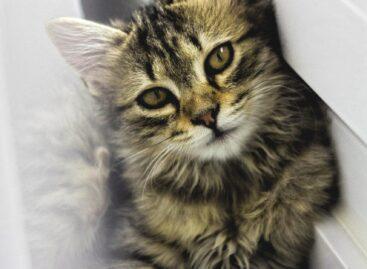 Euromonitor International 2025: everything for your pet!