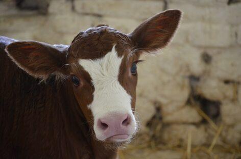 AM: Government encourages the restart of livestock farming with compensation once the danger has passed