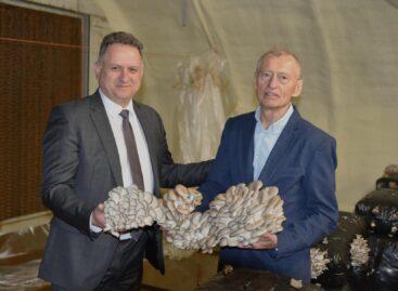 Innovation is the engine of competitiveness in mushroom production too