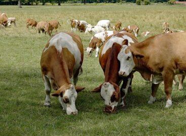 The FAO European Foot-and-Mouth Disease Committee held its plenary session in early May