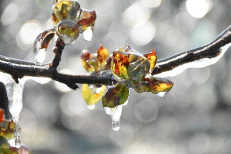 Dramatic frost damage hits Hungarian fruit production – A paradigm shift is needed