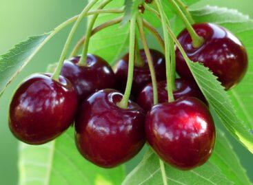 Climate change and inappropriate variety use are also worsening the situation of the cherry sector