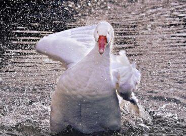 Important measure to support the eradication of the avian influenza epidemic