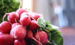 Fresh and crunchy: Supermint grew month-old radishes at the Szarvas Plant Variety Experiment Station